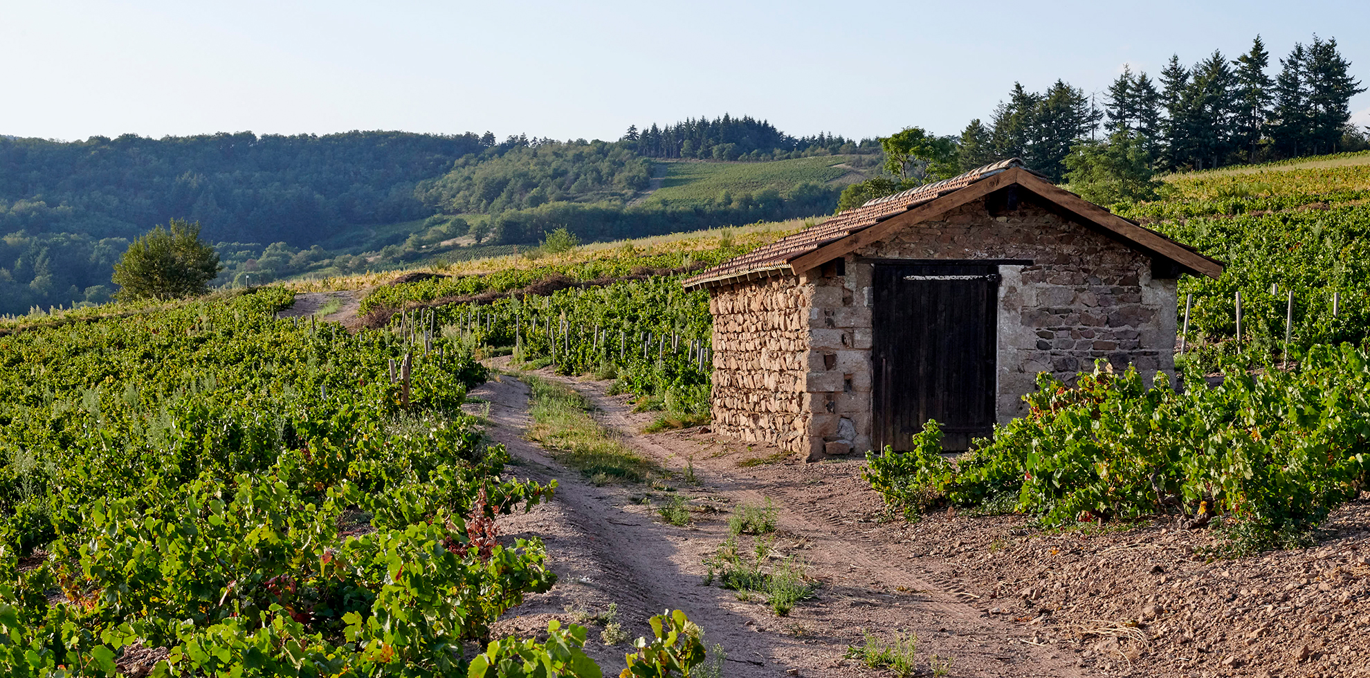 Chiroubles sentier dans les vignes